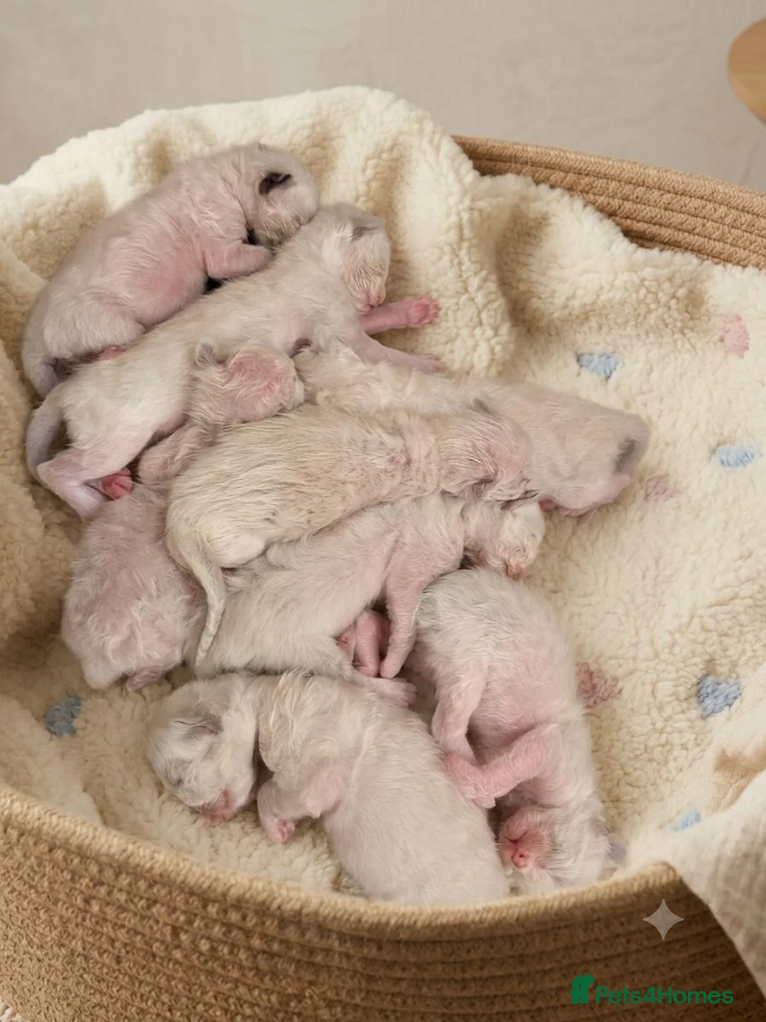 Ragdoll cats for sale: Stunning GCCF Ragdoll Kittens – Champion Lines - Advert 4