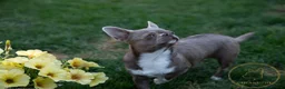 Chihuahua dogs for sale: 🌟 Exceptional Smooth-Coat Chihuahua Girls  - Advert 27