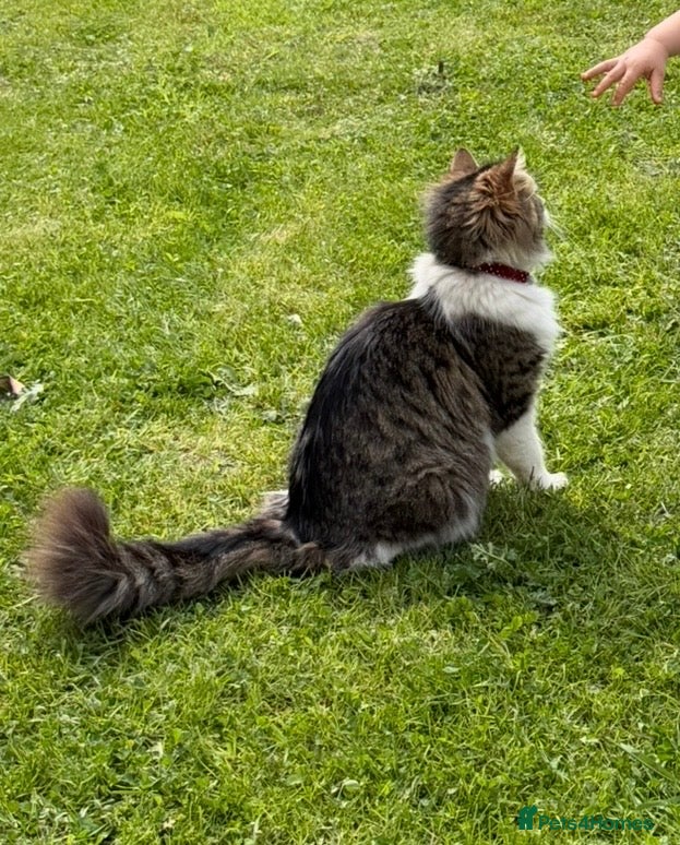 Mixed Breed cats for sale: Adorable Kittens for Sale – Loving Family Home 🐾 - Advert 1