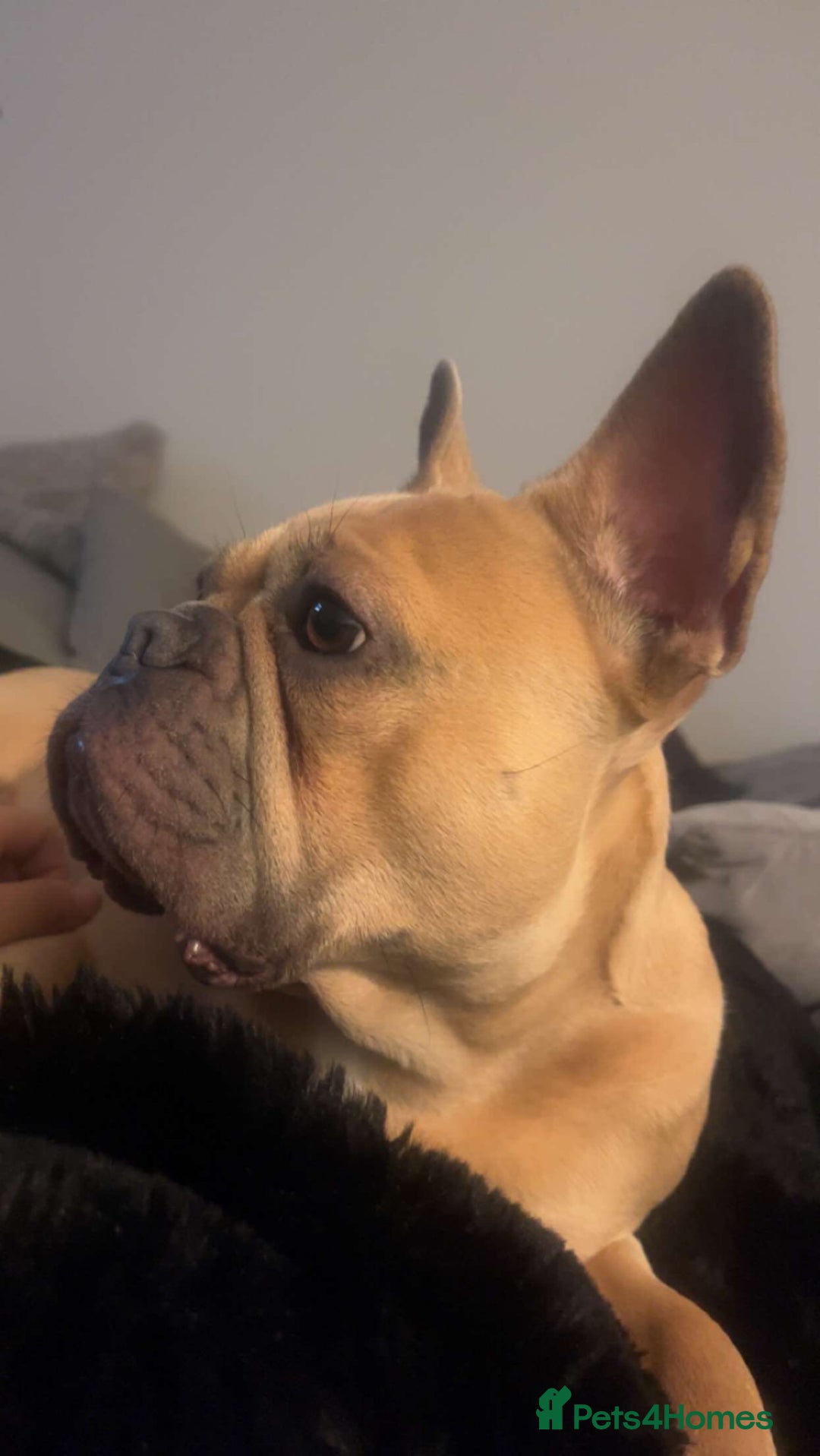 French Bulldog dogs for sale: French Bulldog puppies - Advert 3