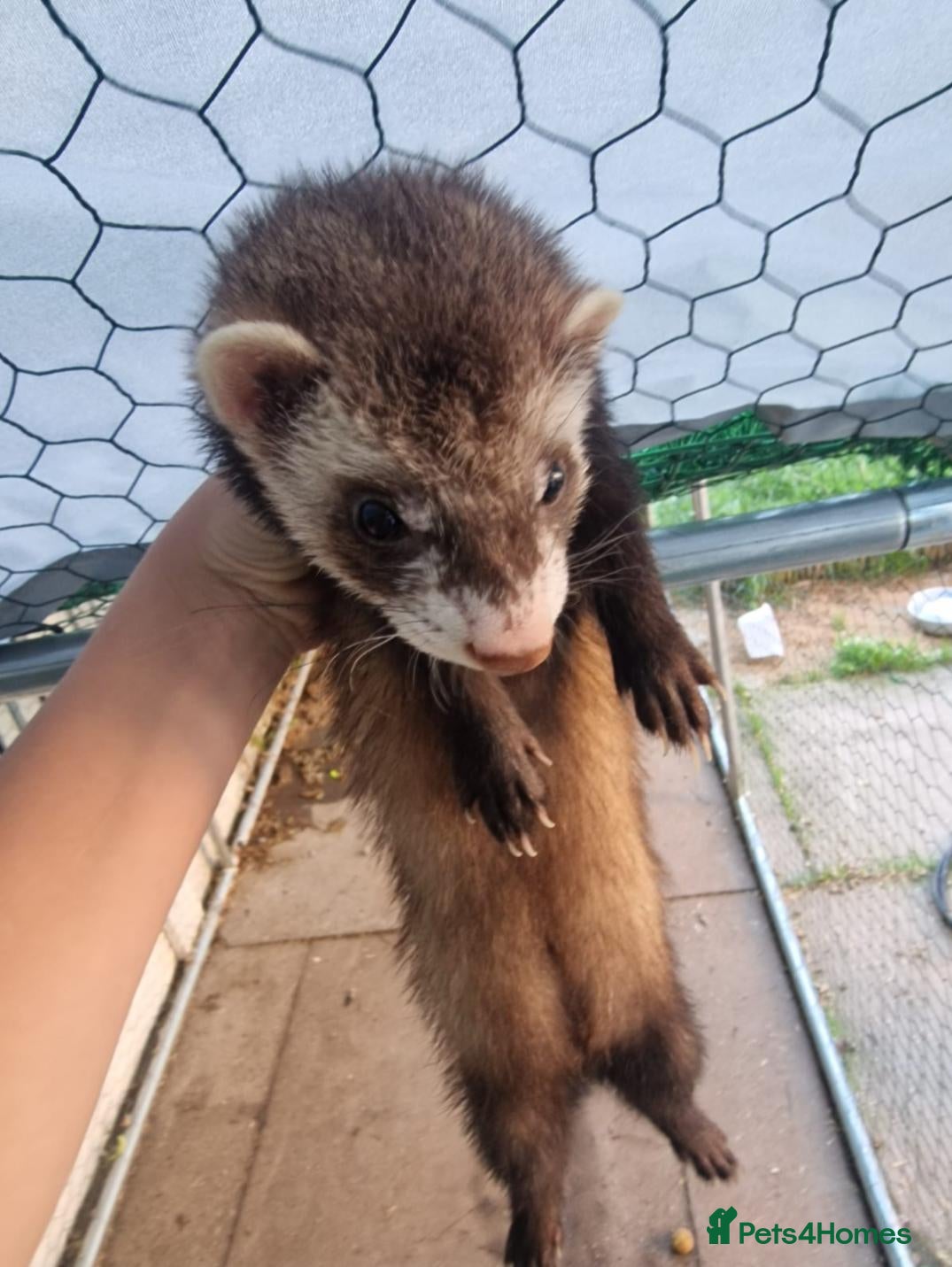 Ferret rodents Free to good home - Advert 18