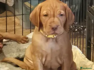 Hungarian Vizsla dogs Health checked KC reg strong Visla puppies. - Advert 7