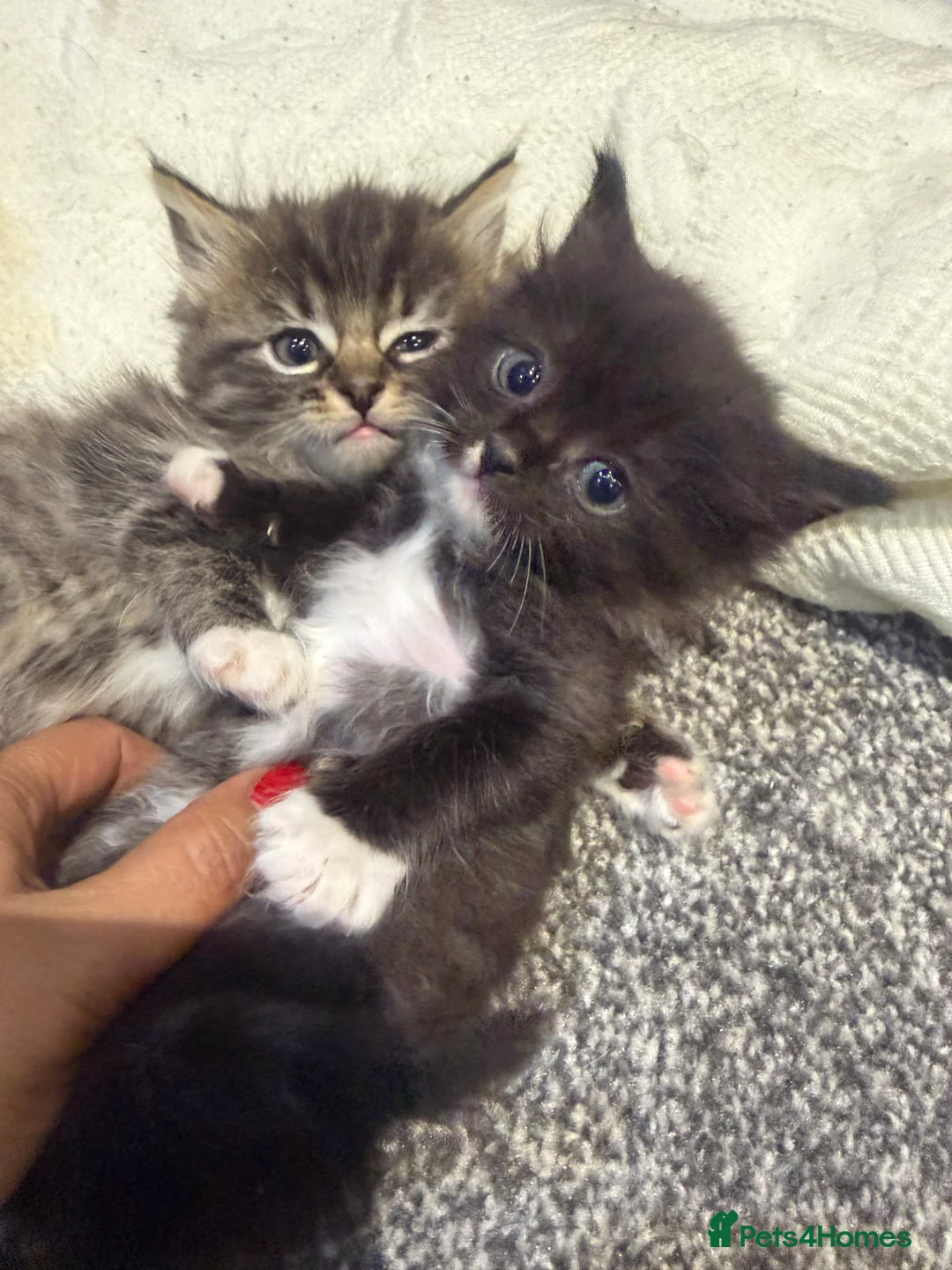 Mixed Breed cats for sale: Ragdoll x tabby - Advert 3