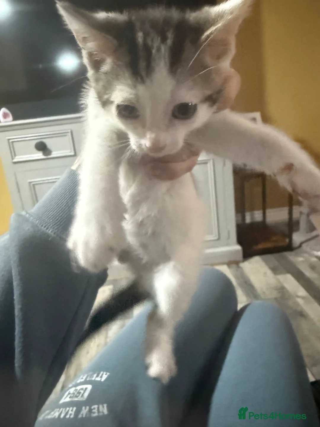 British Shorthair cats for sale: Female white tabby kitten - Advert 2