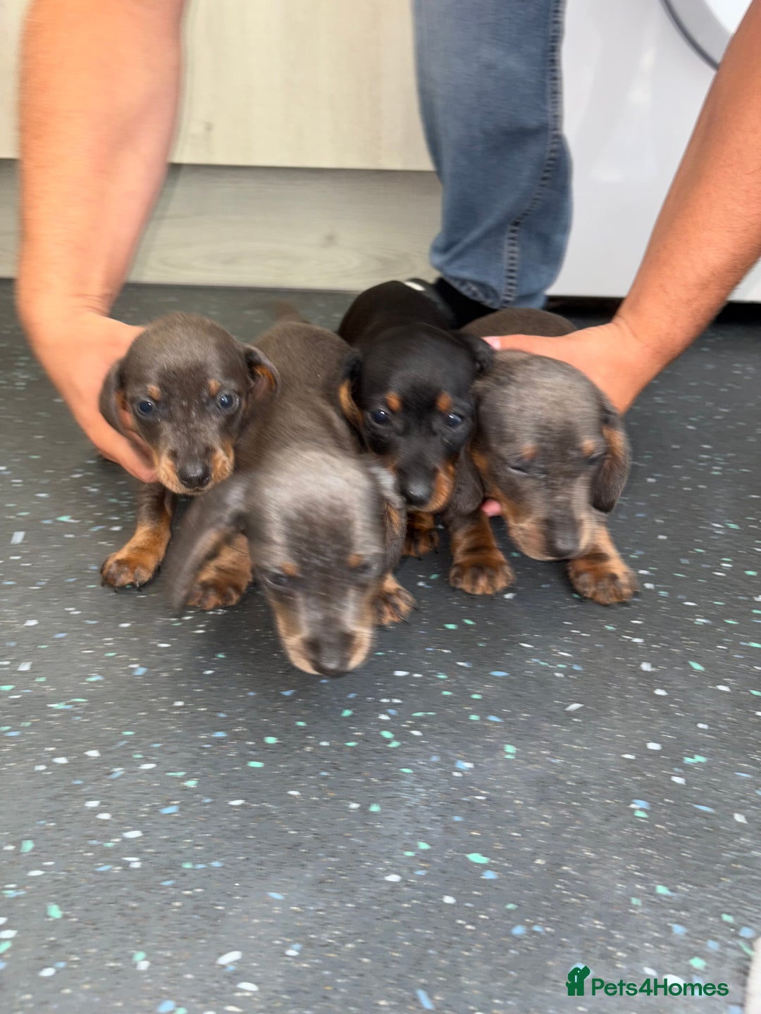 Dachshund dogs for sale: Dachshund puppys - Image 2