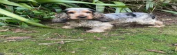 Cockapoo dogs for sale: F1 SABLE COCKAPOO BOYS.READY NOW. - Advert 8