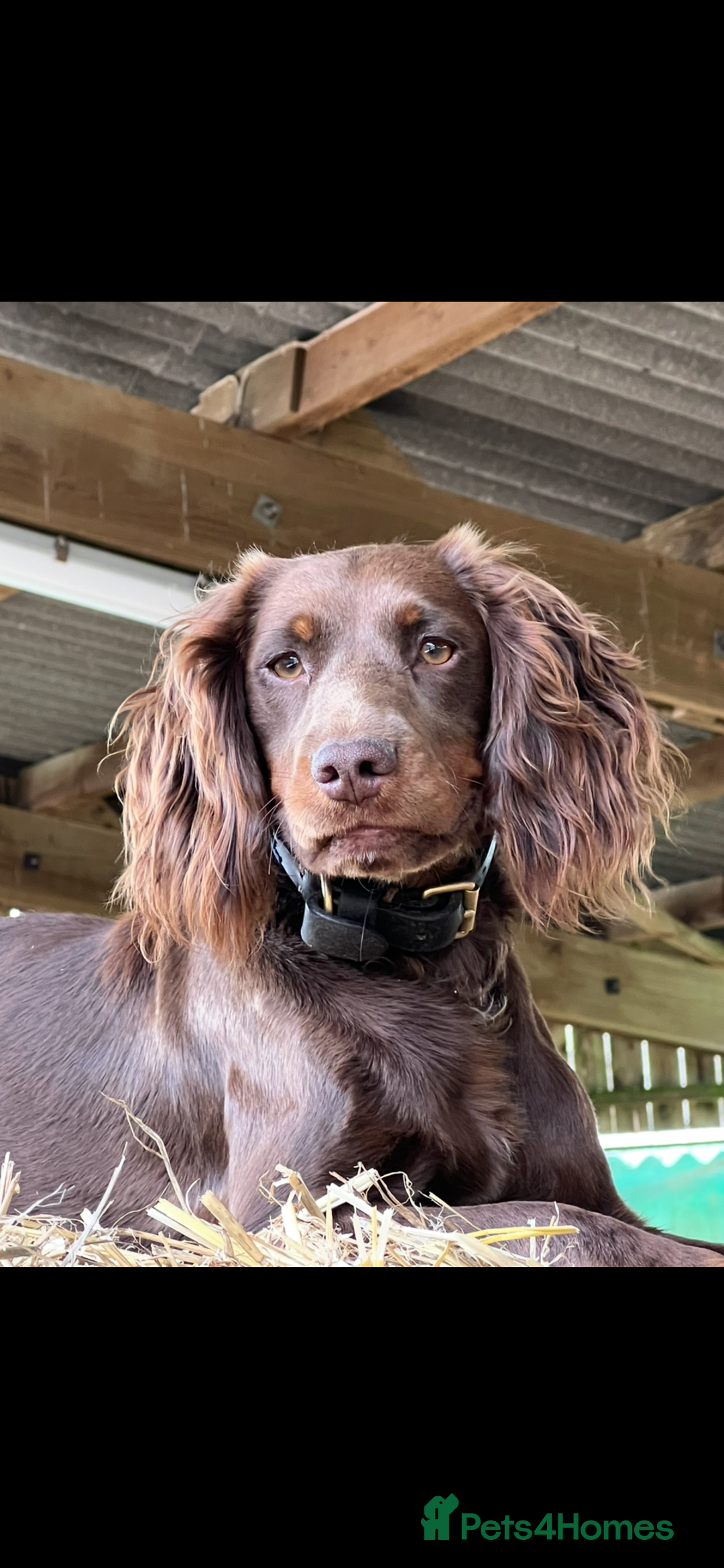 Mixed Breed dogs for sale: Happy and friendly  - Image 2