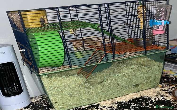 Gerbil rodents - Advert 9