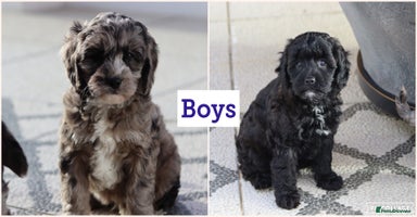 Cavapoo dogs - Advert 8