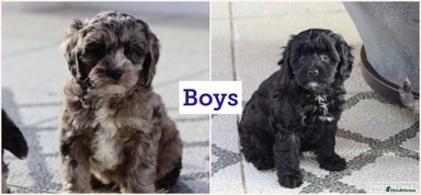 Cavapoo dogs - Advert 8