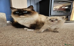 Ragdoll cats for sale: 6 ragdoll kittens  - Image 20