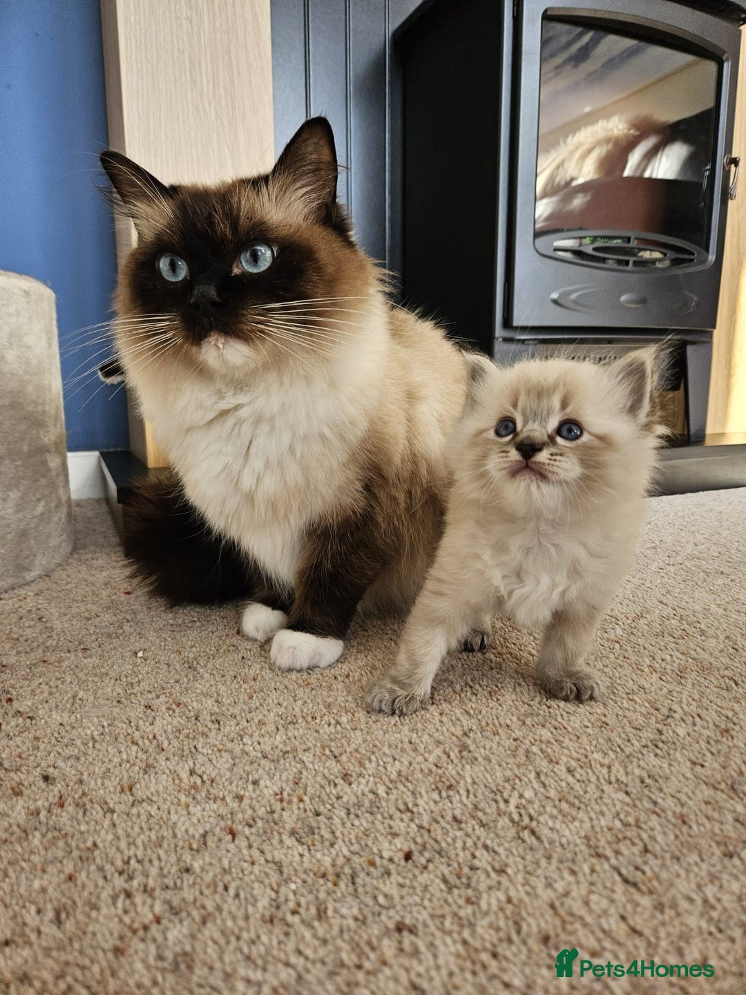 Ragdoll cats for sale: 6 ragdoll kittens  - Image 20