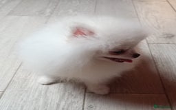 Pomeranian dogs for sale: Handsome Male fluff ball for sale!!🐶🐾 - Image 5