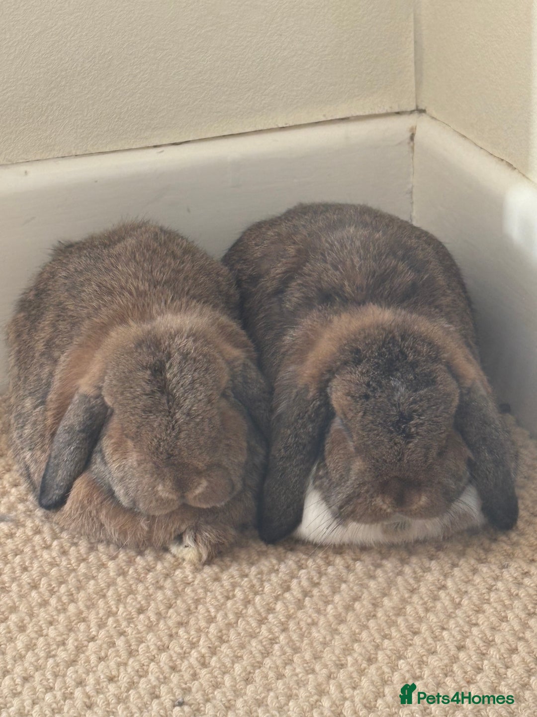 Mini Lop rabbits for sale: Maury & Connie - Advert 3