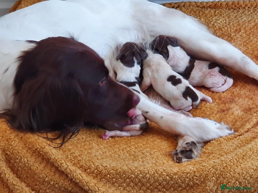 English Springer Spaniel dogs for sale: 2 female springer spaniels  - Image 7