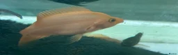 Cichlids fish for sale: Midas cichlid fish  in Basildon - Advert 5