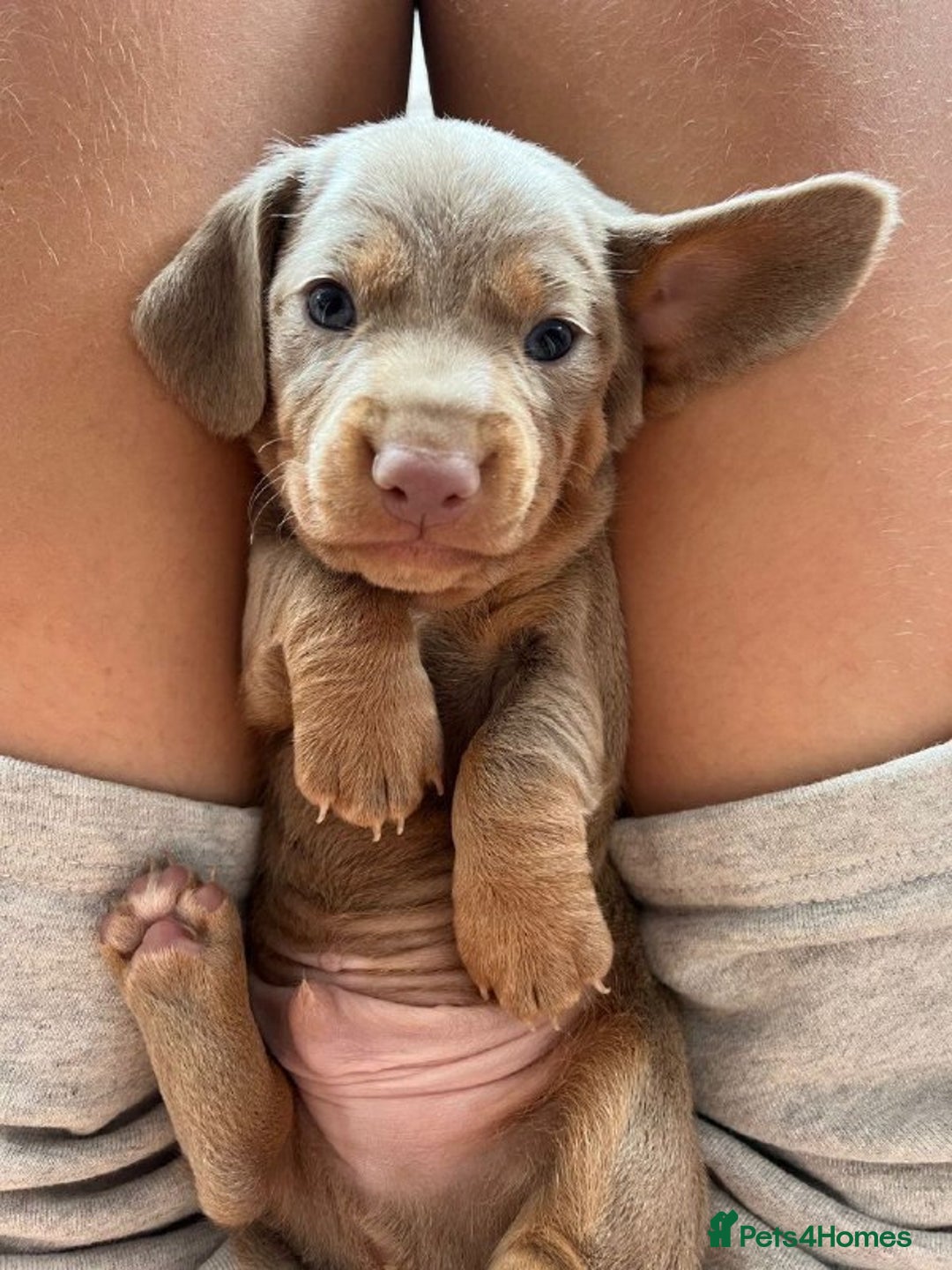 Miniature Dachshund dogs for sale: LOVELY MINIATURE DACHSHUND PUPPIES - Image 6