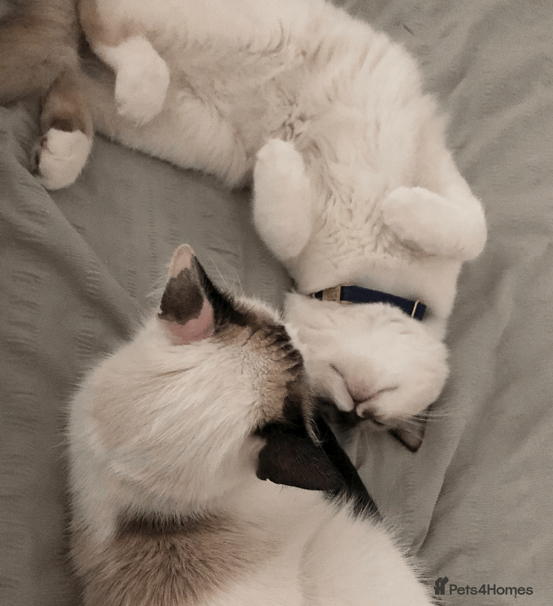 Ragdoll cats for sale: Looking for perfect furry companion? - Advert 2