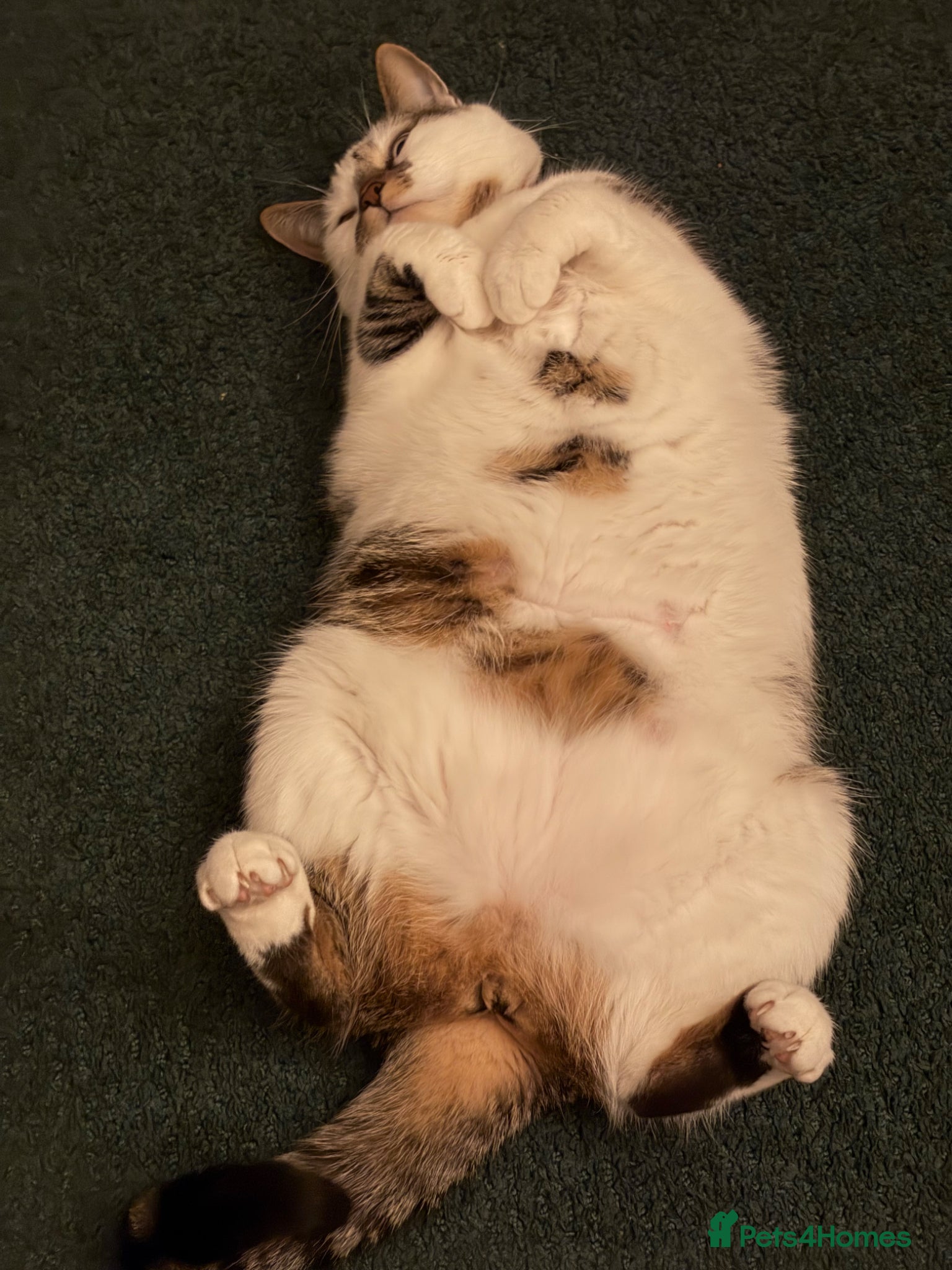 Mixed Breed cats Strawberry is looking for her forever home - Advert 1