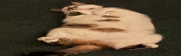 Mixed Breed cats for sale: Strawberry is looking for her forever home - Advert 1