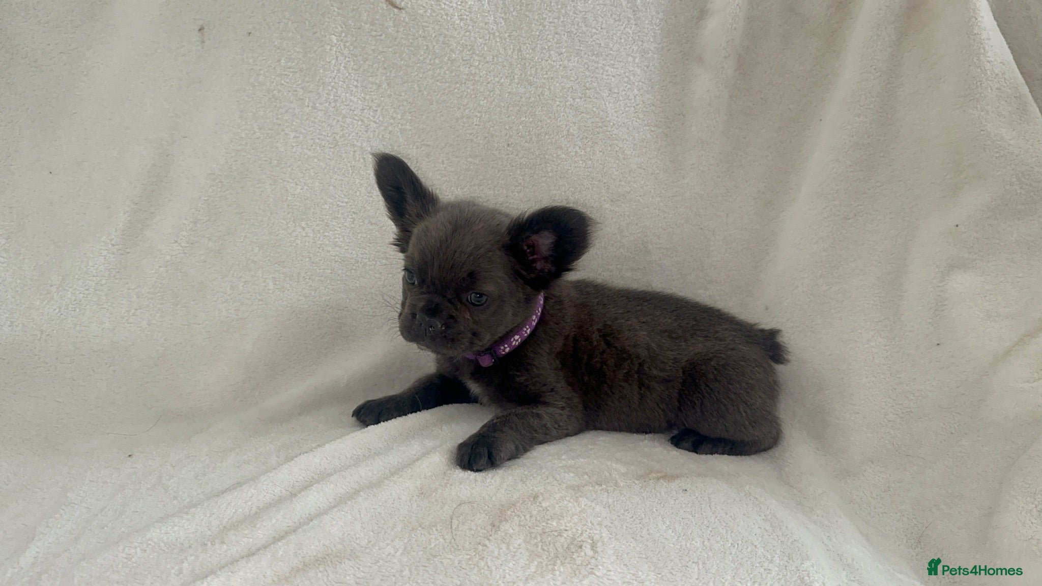 French Bulldog dogs RUBY🫶🏽 DWKC reg  - Advert 1