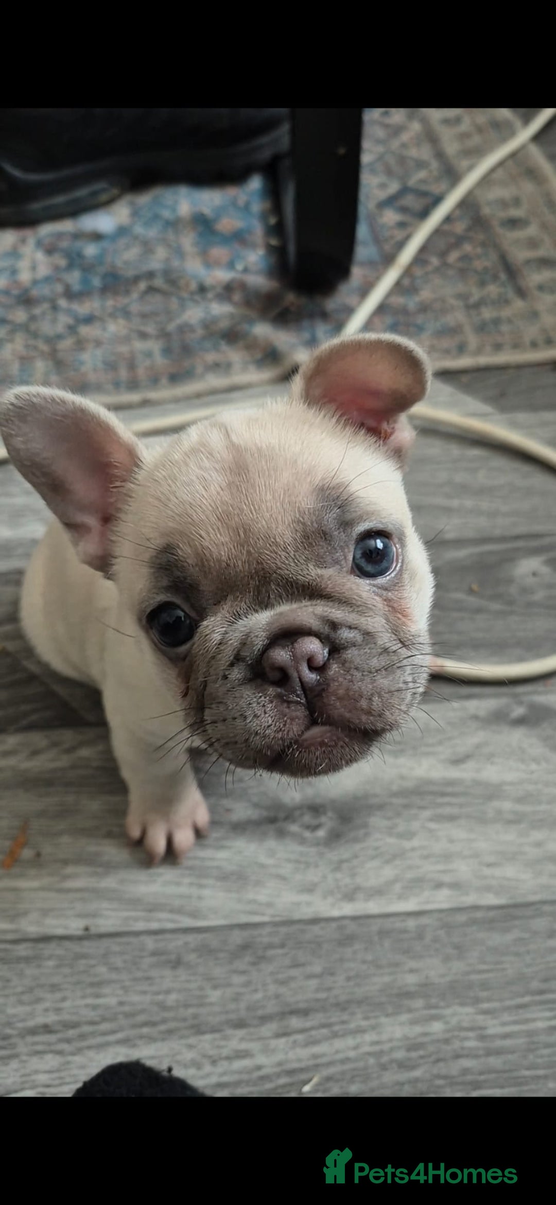 French Bulldog dogs for sale: Lilac female french bulldog - Image 1