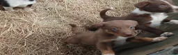 Border Collie dogs for sale: Farm collie puppies  - Advert 2