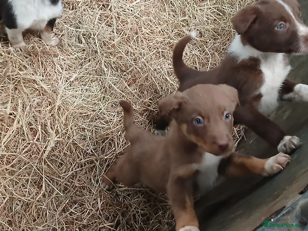 Border Collie dogs for sale: Farm collie puppies  - Advert 2