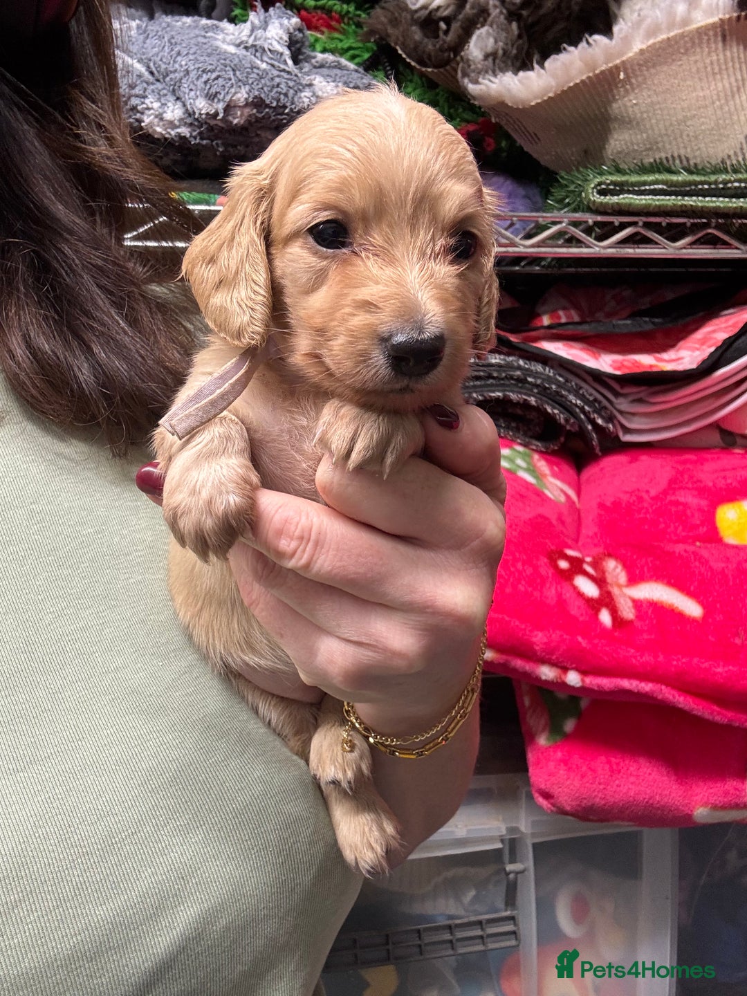 Miniature Dachshund dogs for sale: Miniature Dachshunds longhaired puppies - Advert 19