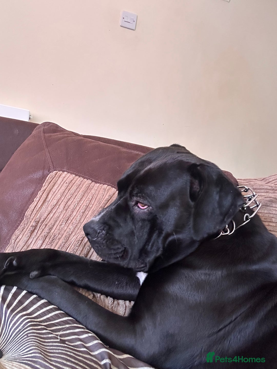 Cane Corso dogs for sale: Cane Corso Puppies for Sale - Image 16