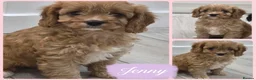 Cavapoo dogs for sale: Beautiful f1  helath tested cavapoos in Berwick-upon-Tweed - Advert 6
