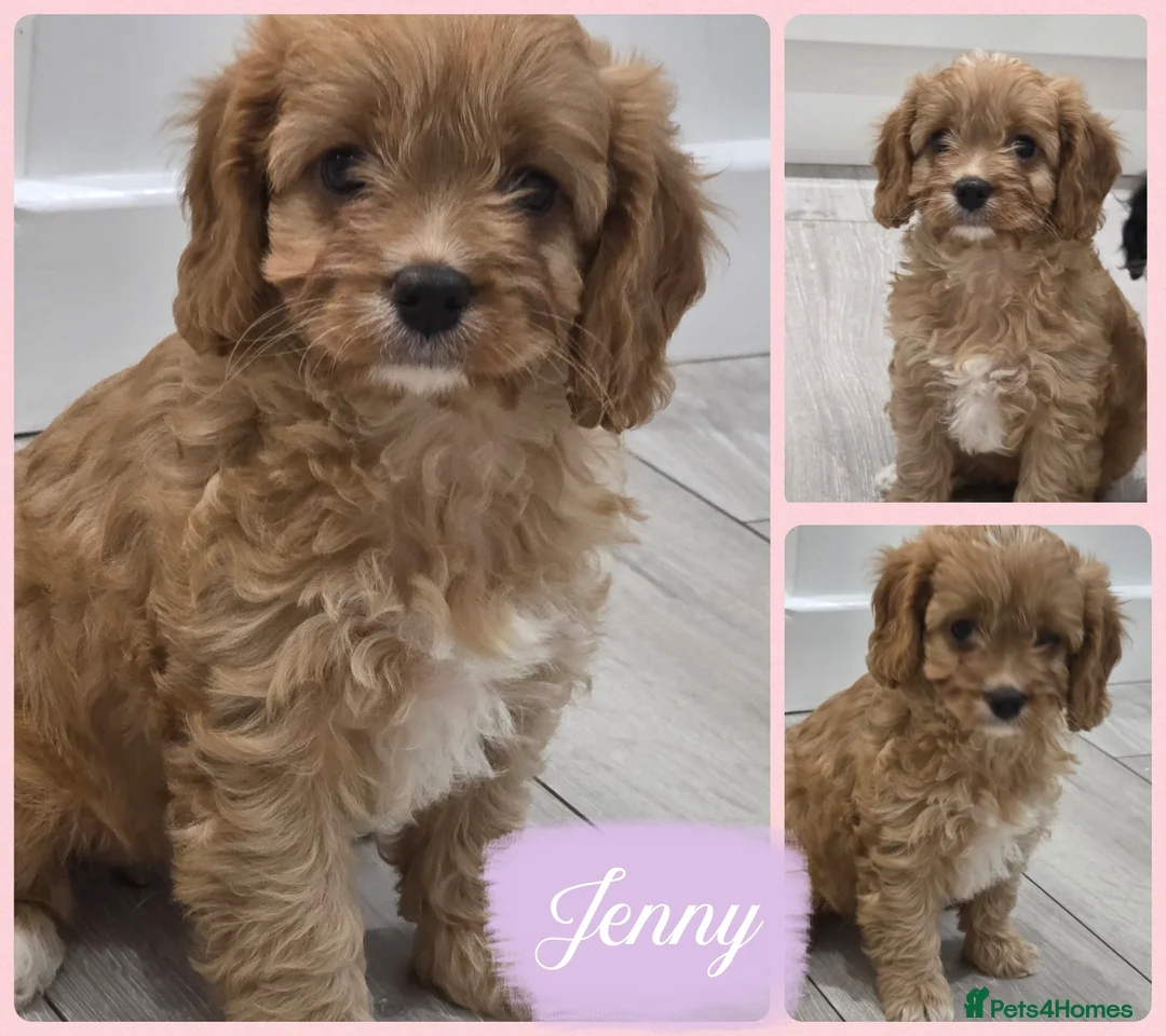 Cavapoo dogs for sale: Beautiful f1  helath tested cavapoos in Berwick-upon-Tweed - Advert 6