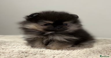 Pomeranian dogs KC Black&Tan Pom puppies stunning 🤩 🧡🖤 - Advert 9