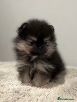 Pomeranian dogs KC Black&Tan Pom puppies stunning 🤩 🧡🖤 - Advert 9