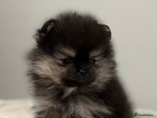Pomeranian dogs KC Black&Tan Pom puppies supper cute 🤩 🧡🖤 - Advert 11