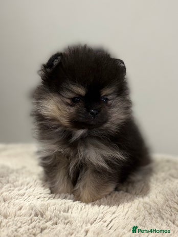 Pomeranian dogs KC Black&Tan Pom puppies supper cute 🤩 🧡🖤 - Advert 1