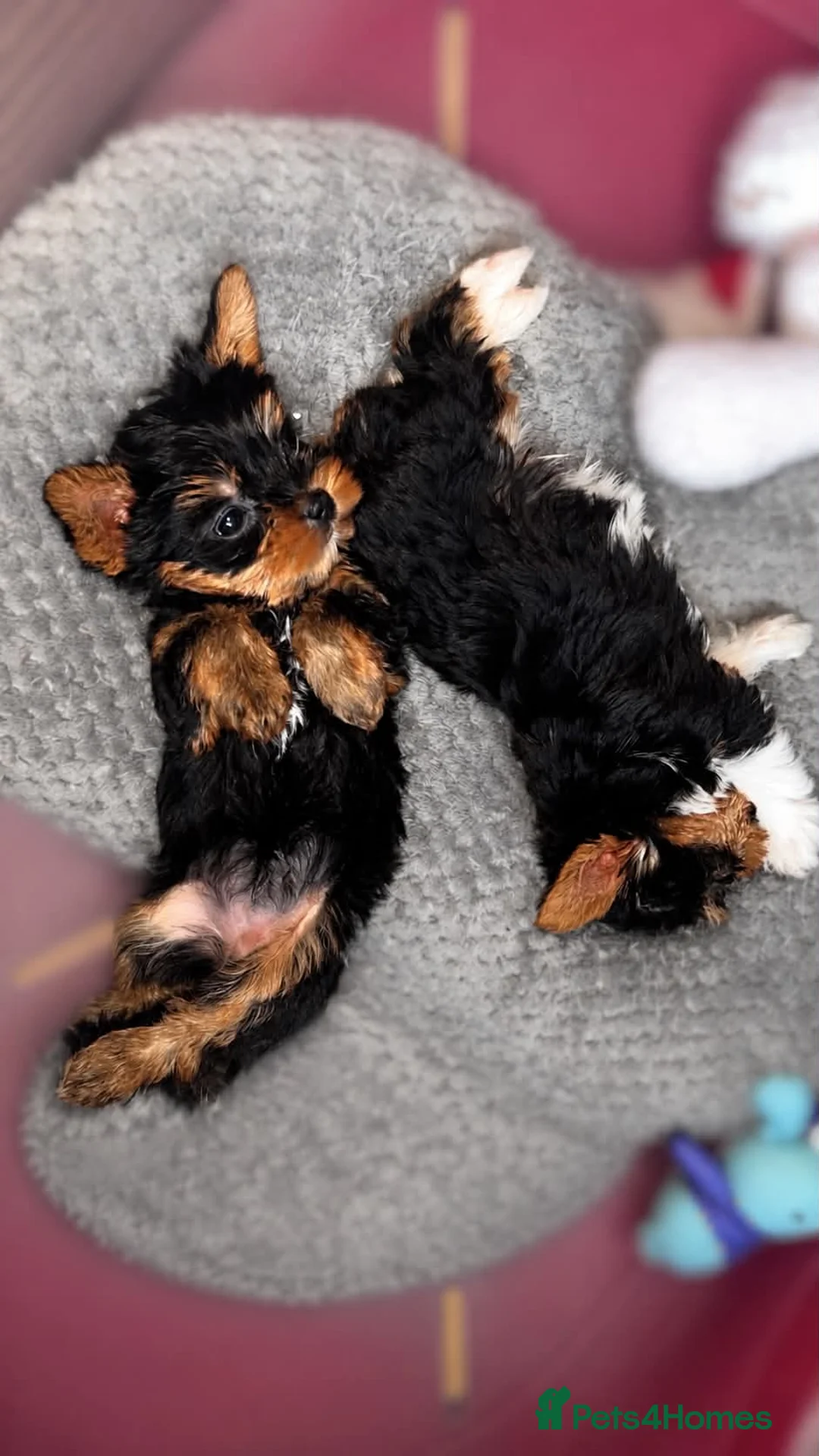 Yorkshire Terrier dogs for sale: Yorkshire terrier/Mini/Parti-colored/Traditional in Oldham - Advert 2