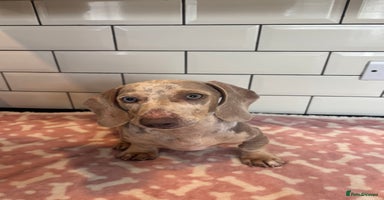 Miniature Dachshund dogs in Porthmadog - Advert 15