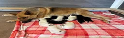 German Shepherd dogs for sale: German Shepherd Puppies, straight backed.  - Advert 9