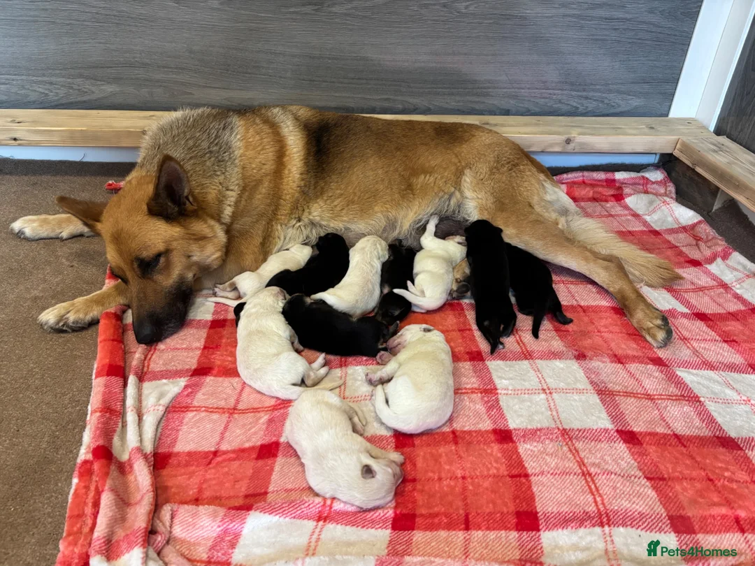 German Shepherd dogs for sale: German Shepherd Puppies, straight backed.  - Advert 9