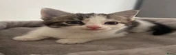 Mixed Breed cats for sale: Kittens for sale  in Milton Keynes - Advert 11