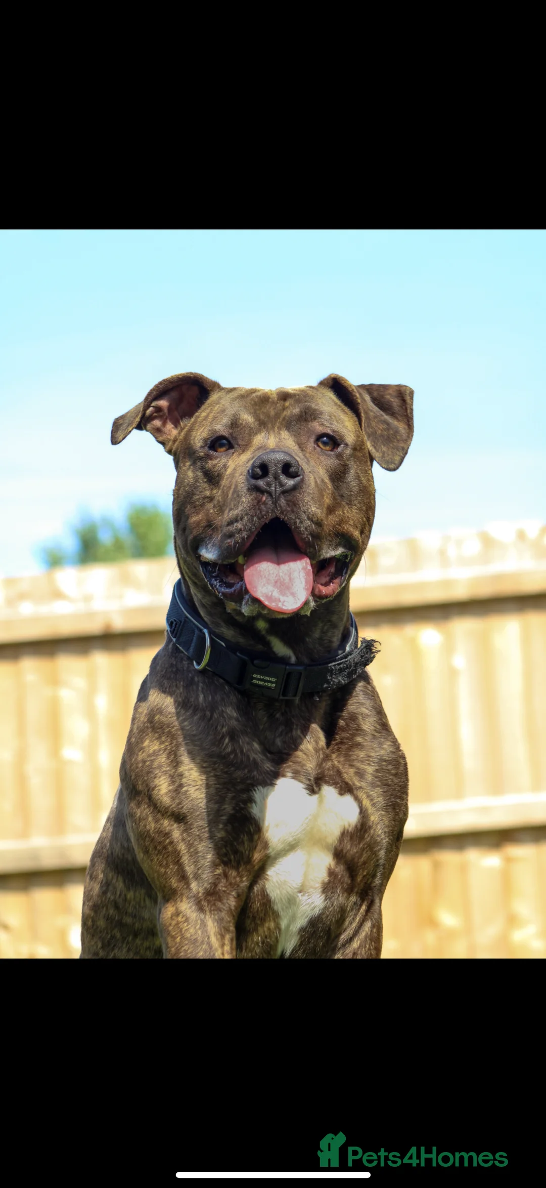 Cane Corso dogs for sale: BRINDLE CANE CORSO   - Advert 1