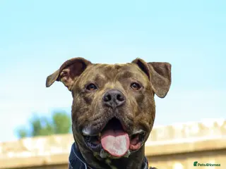 Cane Corso dogs BRINDLE CANE CORSO - Advert 1