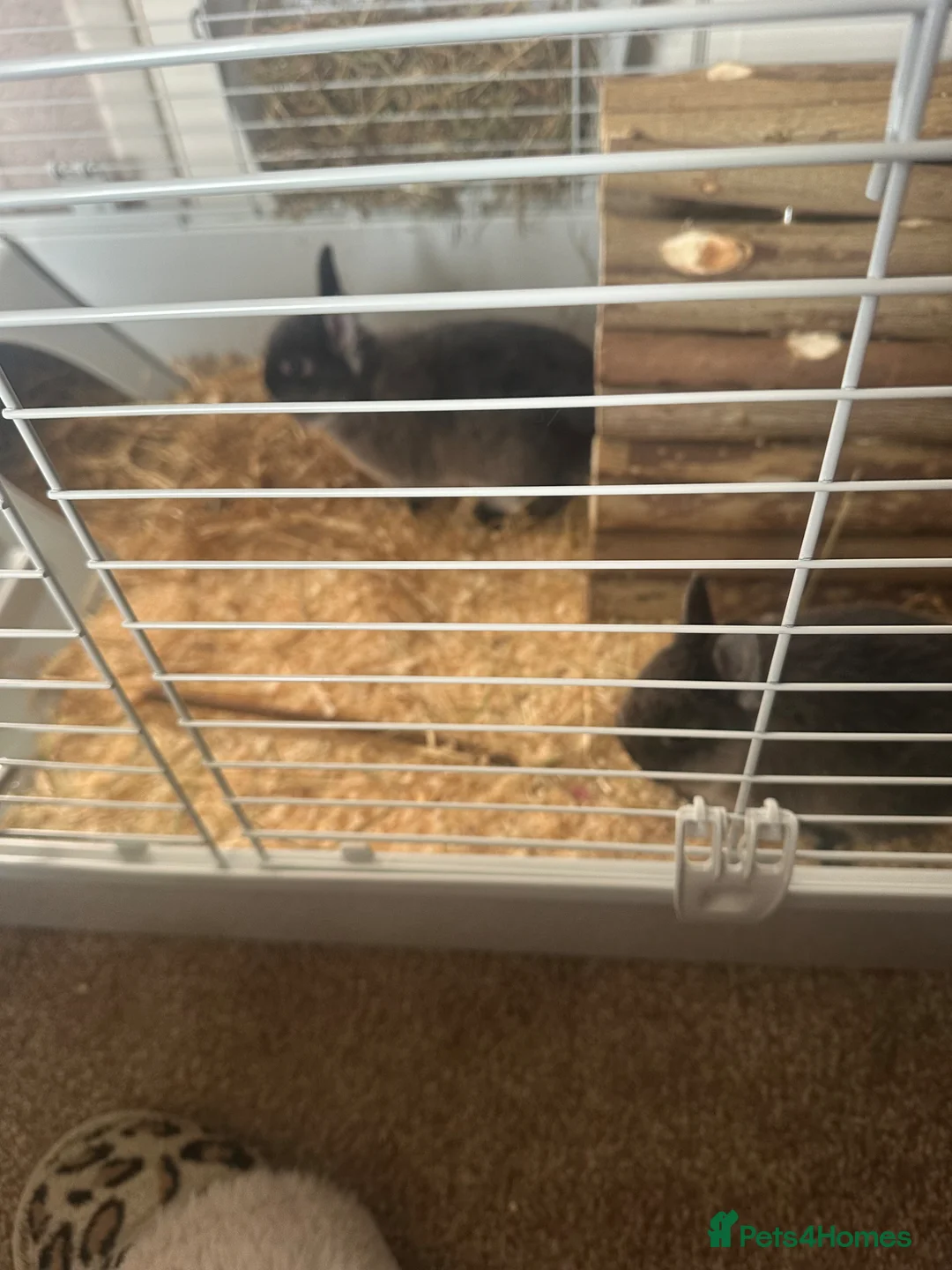 Netherland Dwarf rabbits for sale: 2 Male Netherlands Dwarf Rabbits in Sheffield - Advert 2