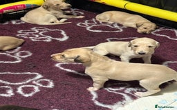 Saluki dogs for sale: Beautiful Saluki (new updated photos)  - Image 17