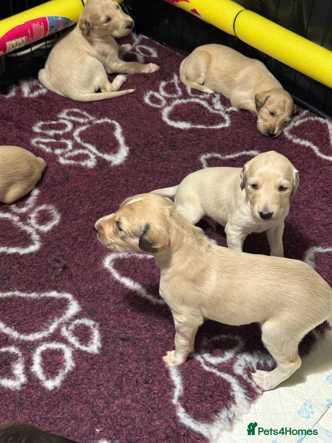 Saluki dogs for sale: Beautiful Saluki (new updated photos)  - Image 17