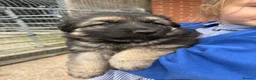 German Shepherd dogs for sale: Gorgeous  Home Bred German Shepherd Girls - Advert 14