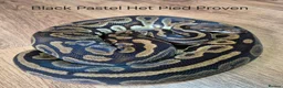 Python Snake reptiles for sale: Variety of Royal Pythons - Advert 11