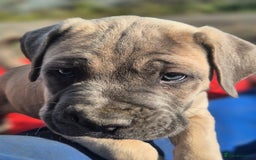 Cane Corso dogs for sale: Class Corsos  - Advert 10