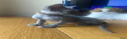 Devon Rex cats for sale:  Pedigree Devon Rex Kittens. Pet Homes Only  - Advert 31